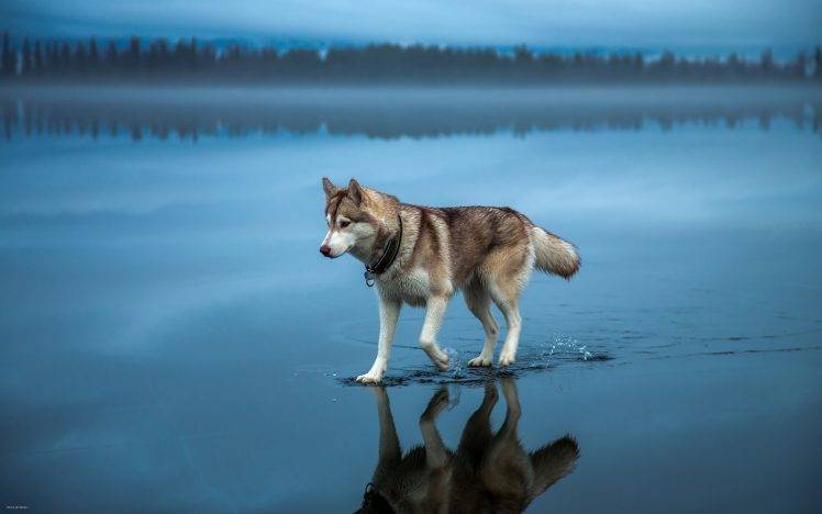 Siberian Husky, Walking, Water, Lake, Reflection HD Wallpaper Desktop Background