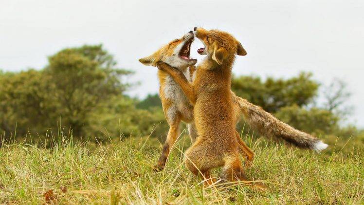 nature, Forest, Fox Cubs HD Wallpaper Desktop Background