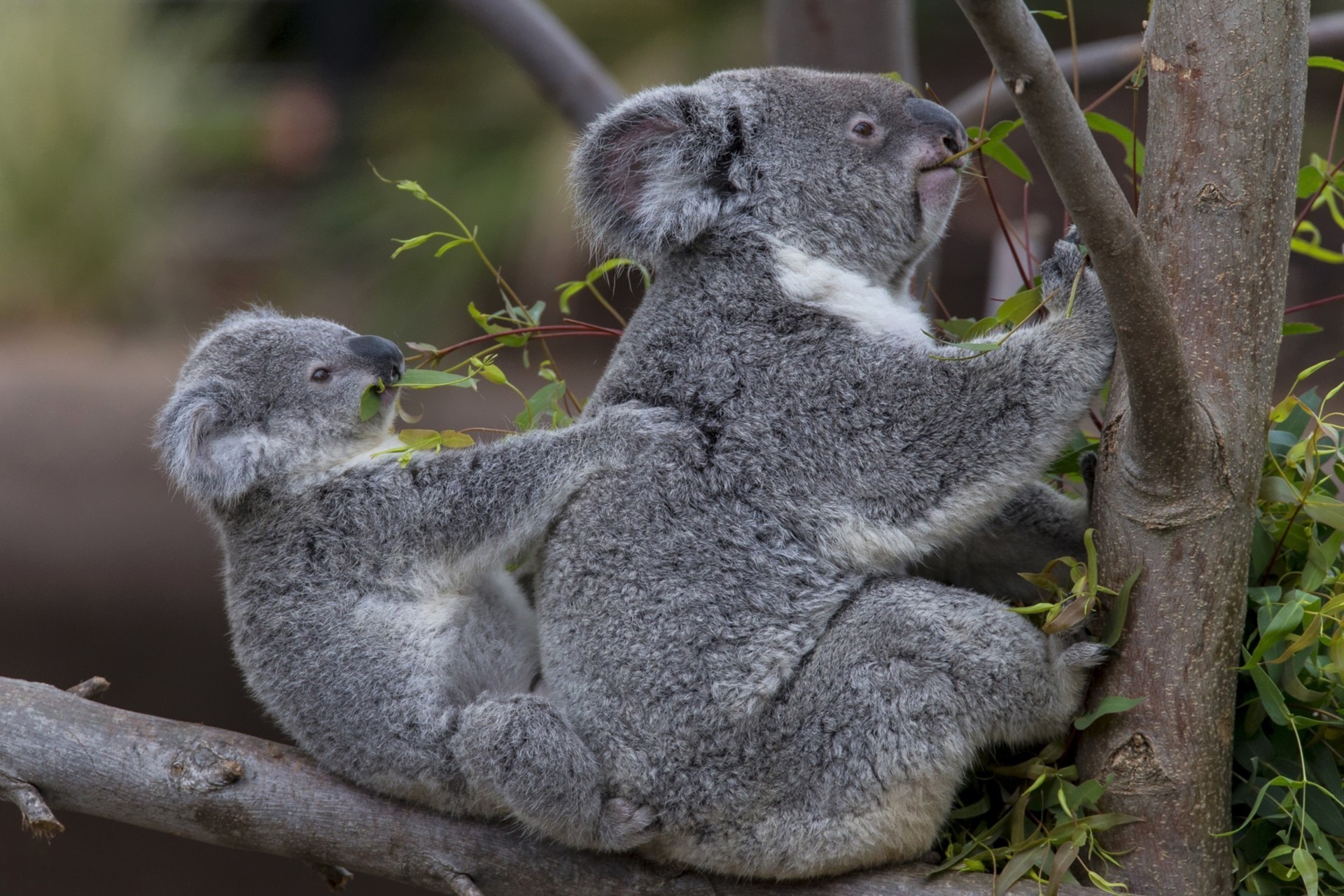 animals, Koalas Wallpaper
