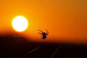 animals, Spider, Spiderwebs, Sunset, Insect, Silhouette