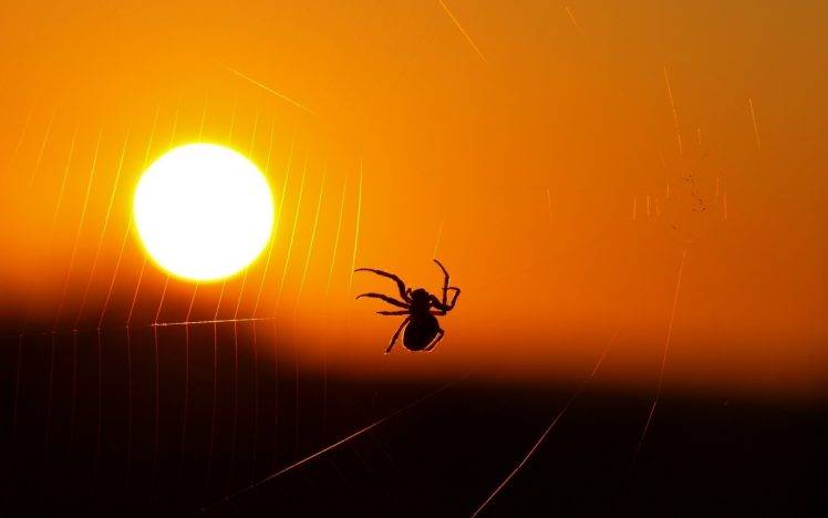 animals, Spider, Spiderwebs, Sunset, Insect, Silhouette HD Wallpaper Desktop Background