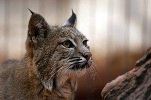 nature, Lynx, Big Cats