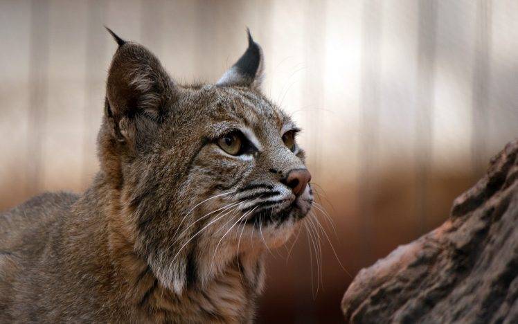 nature, Lynx, Big Cats HD Wallpaper Desktop Background