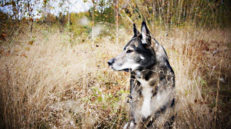dog, Nature, Siberian Husky HD Wallpaper Desktop Background