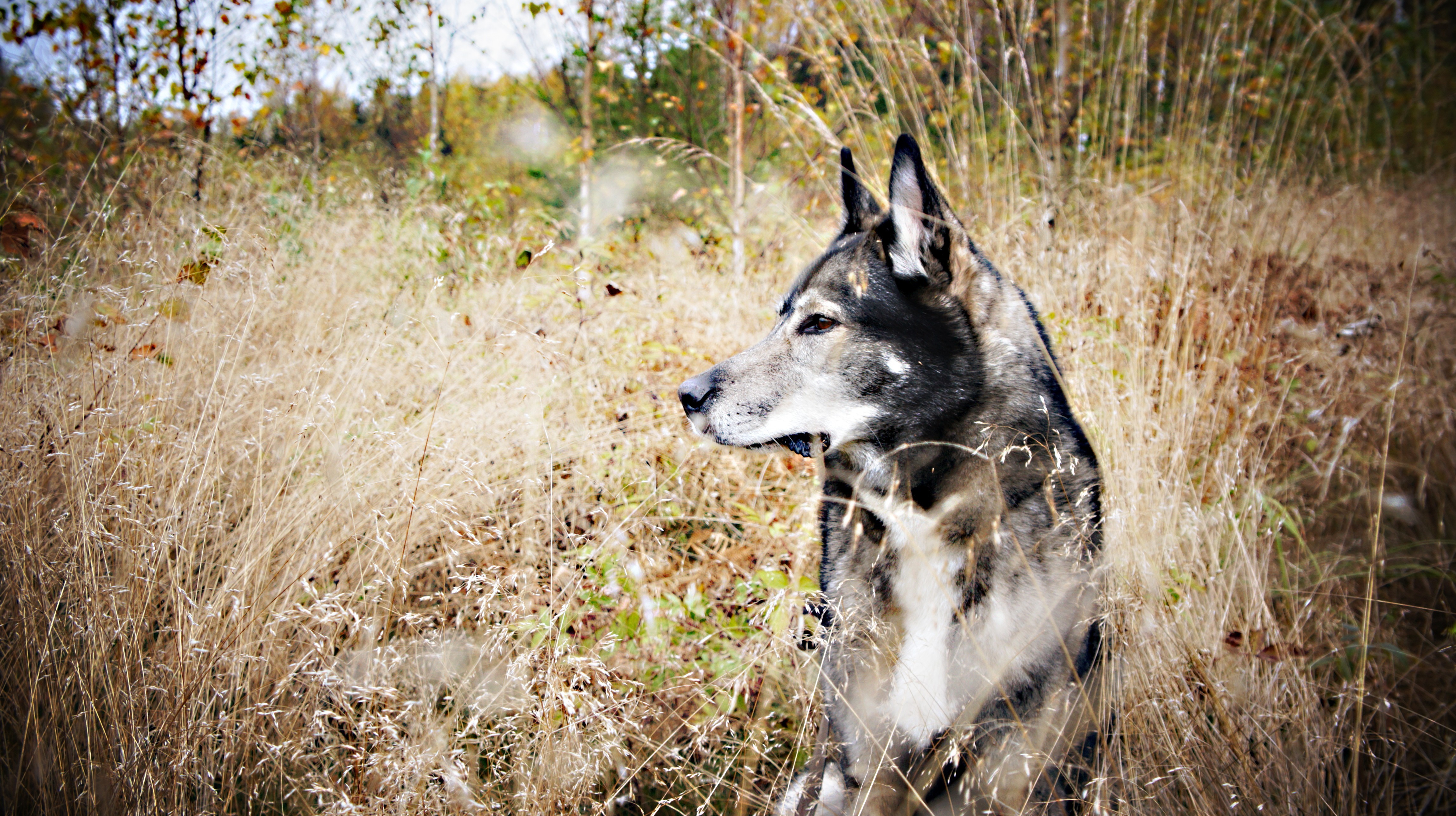dog, Nature, Siberian Husky Wallpapers HD / Desktop and