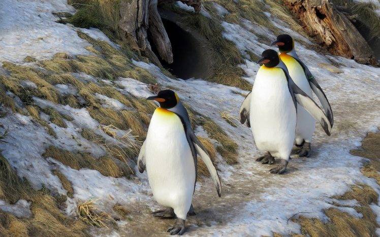 animals, Penguins HD Wallpaper Desktop Background