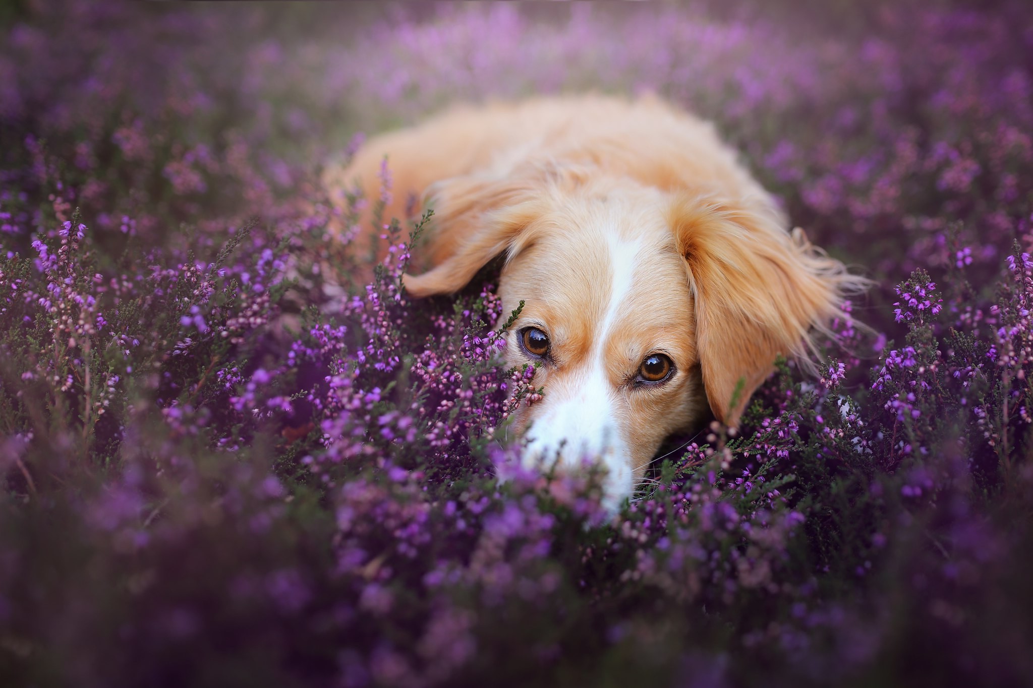 dog, Animals, Depth Of Field, Flowers, Purple Flowers Wallpaper
