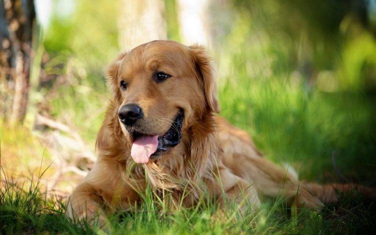 dog, Animals, Depth Of Field, Grass HD Wallpaper Desktop Background