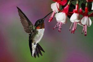 flowers, Photography, Fuschia, Birds, Hummingbirds