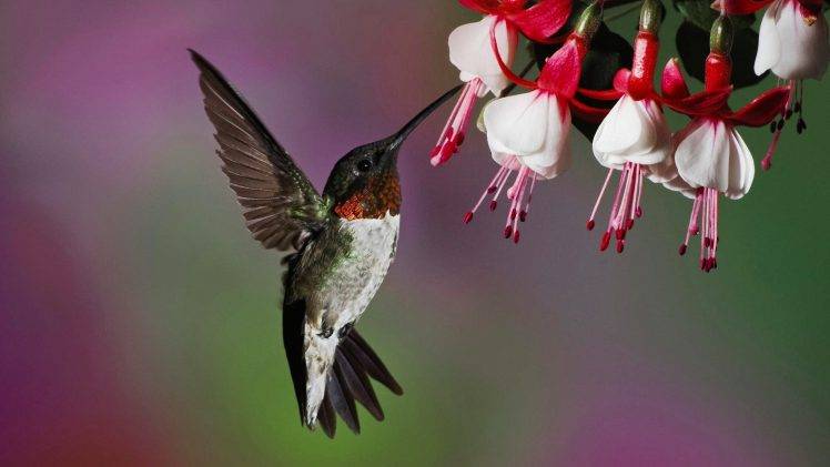 flowers, Photography, Fuschia, Birds, Hummingbirds HD Wallpaper Desktop Background