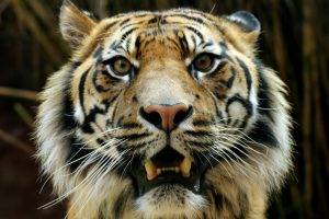 Bengal Tigers, Animals, Wildlife