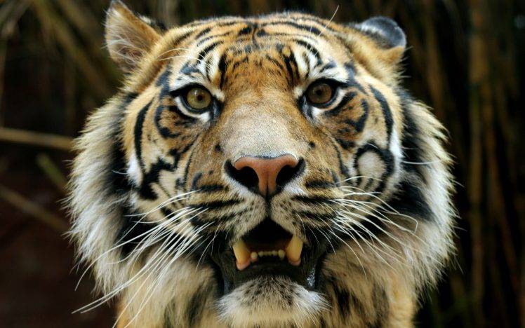 Bengal Tigers, Animals, Wildlife HD Wallpaper Desktop Background