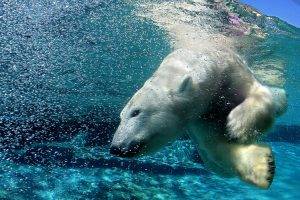polar Bears, Animals, Wildlife