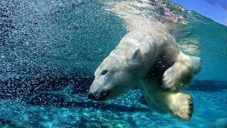 polar Bears, Animals, Wildlife HD Wallpaper Desktop Background