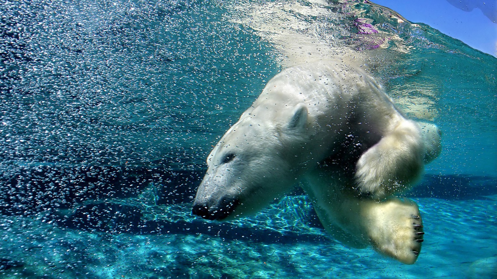 polar Bears, Animals, Wildlife Wallpaper