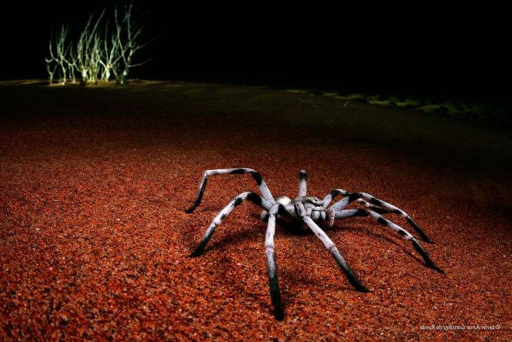 animals, Spider HD Wallpaper Desktop Background