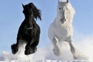 nature, Horse, Snow, Black