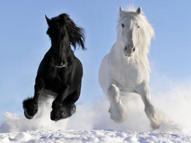 nature, Horse, Snow, Black HD Wallpaper Desktop Background