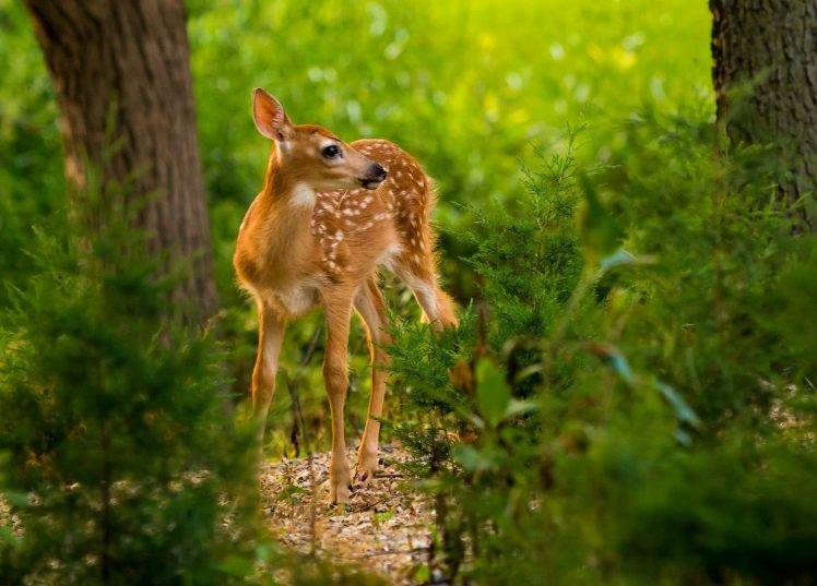 nature, Animals, Deer, Mammals HD Wallpaper Desktop Background