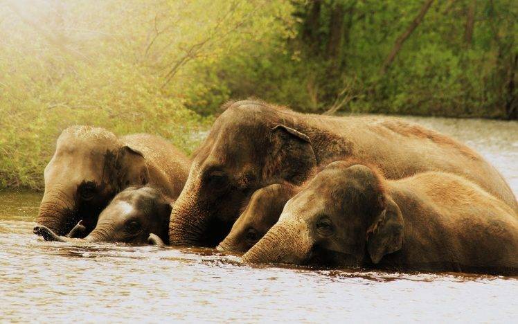 nature, Animals, Elephants HD Wallpaper Desktop Background