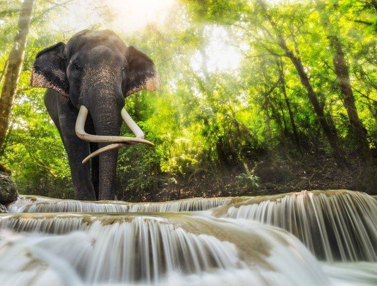plants, Animals, River, Elephants, Mammals HD Wallpaper Desktop Background