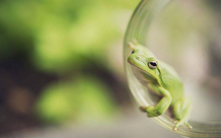 macro, Animals, Frog HD Wallpaper Desktop Background