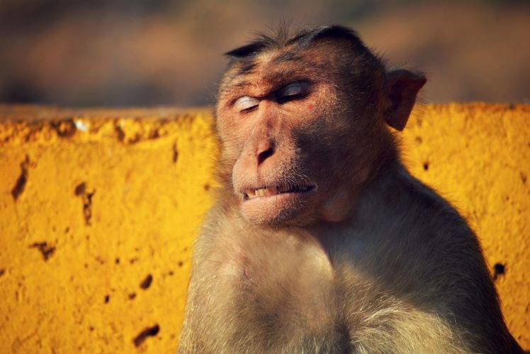 monkeys, Nature HD Wallpaper Desktop Background