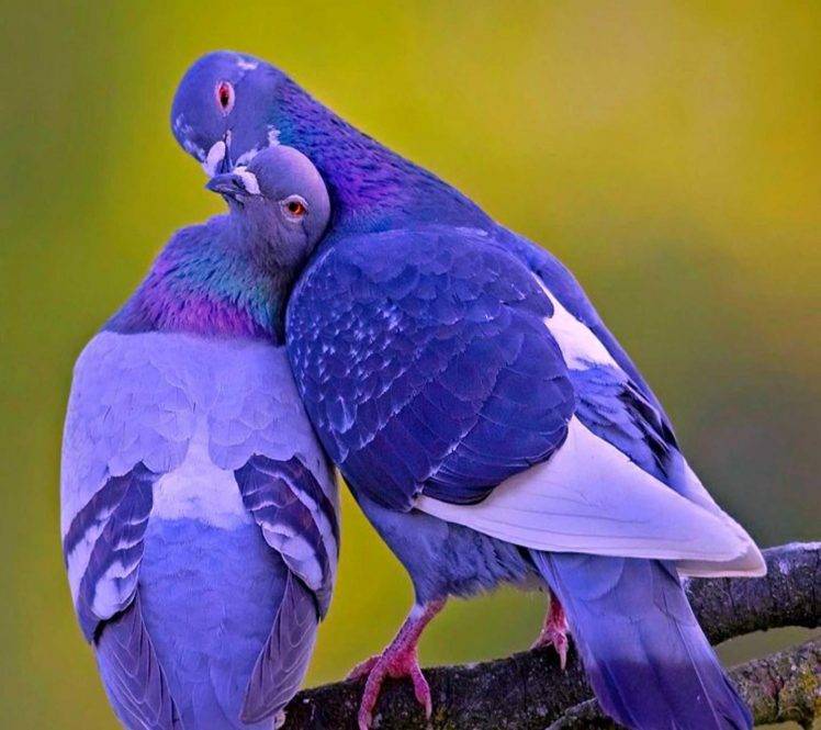 nature, Pigeons HD Wallpaper Desktop Background