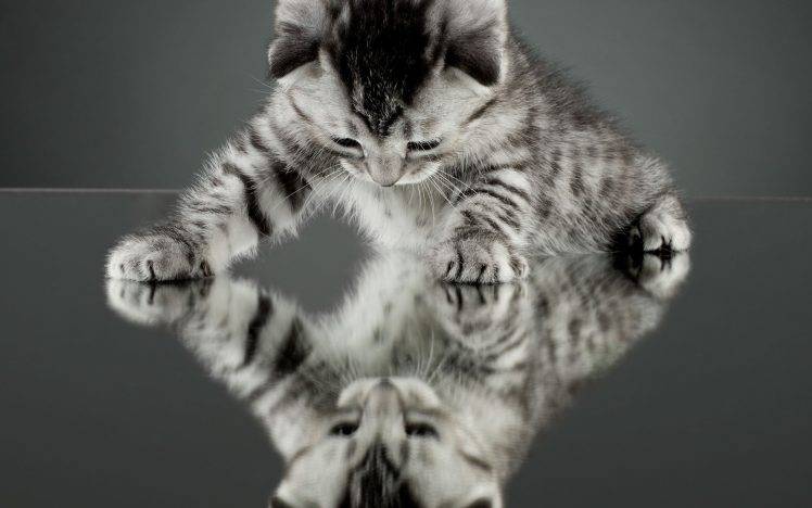 nature, Cat, Kittens, Reflection HD Wallpaper Desktop Background