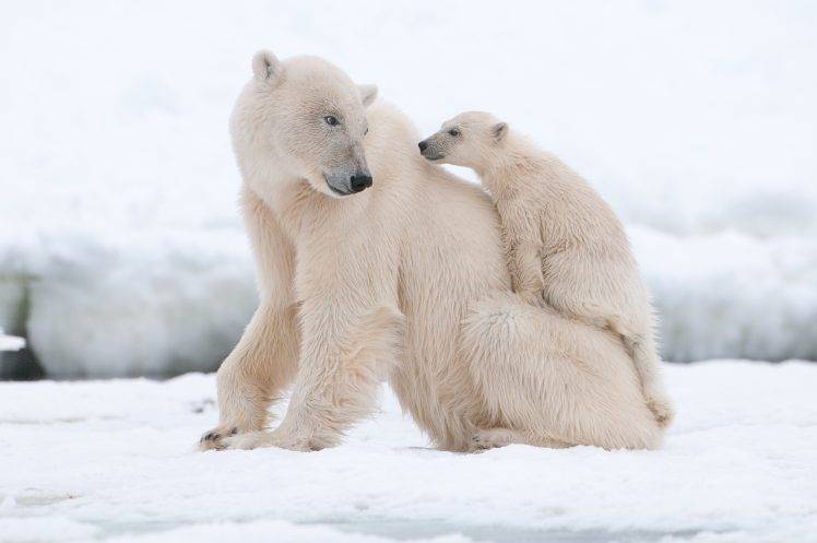 nature, Polar Bears, Snow HD Wallpaper Desktop Background
