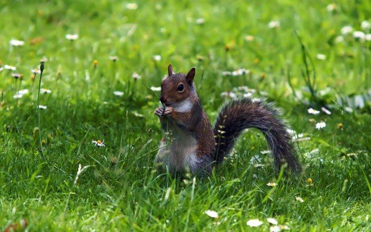 nature, Squirrel, Grass HD Wallpaper Desktop Background