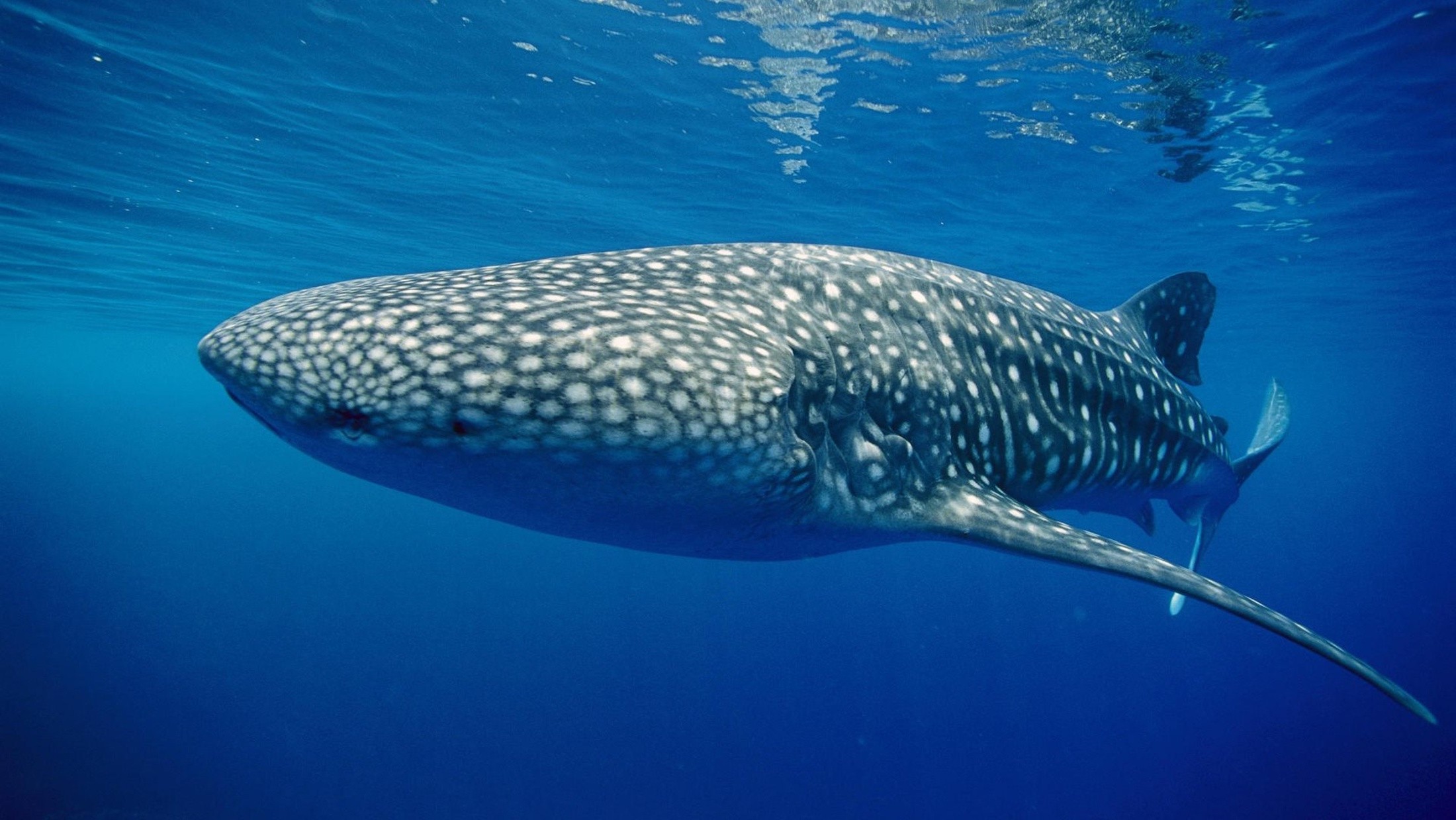 nature, Whale Shark Wallpaper