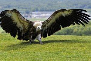 nature, Eagle
