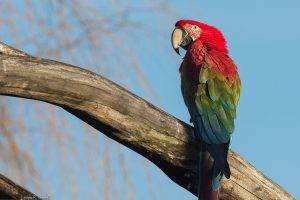 nature, Parrot