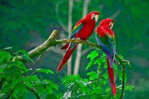 nature, Parrot