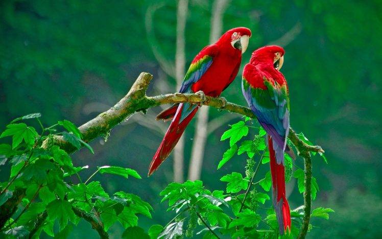 nature, Parrot HD Wallpaper Desktop Background