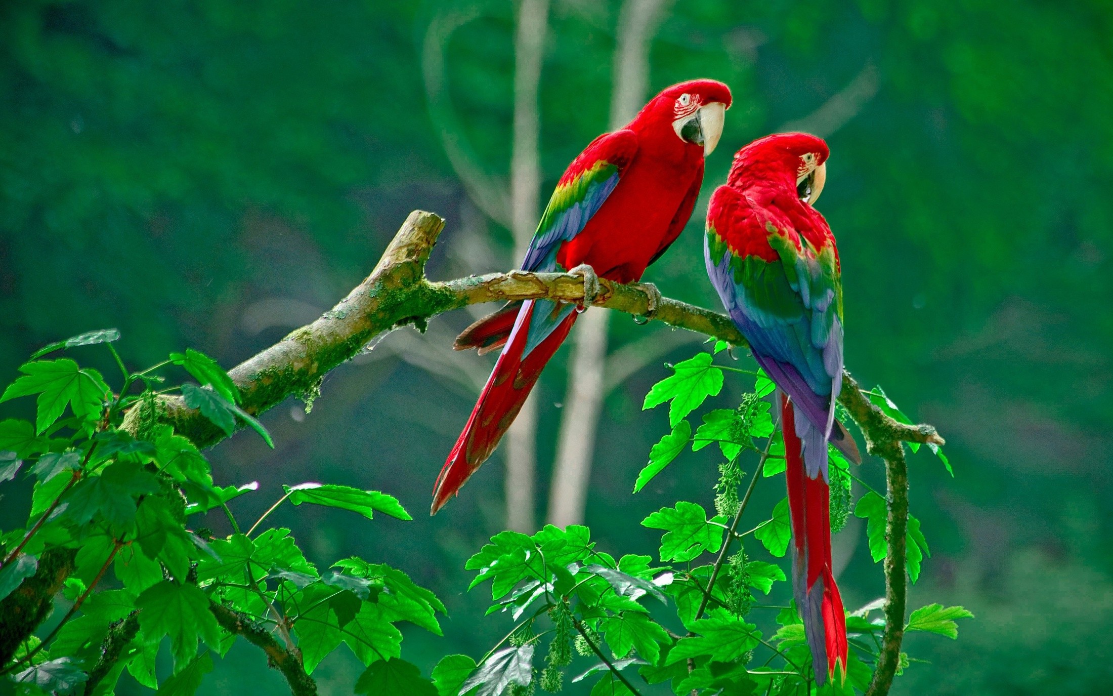 nature, Parrot Wallpaper