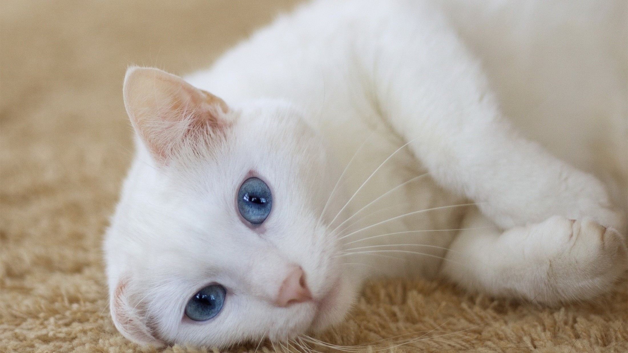 nature, Cat Wallpaper