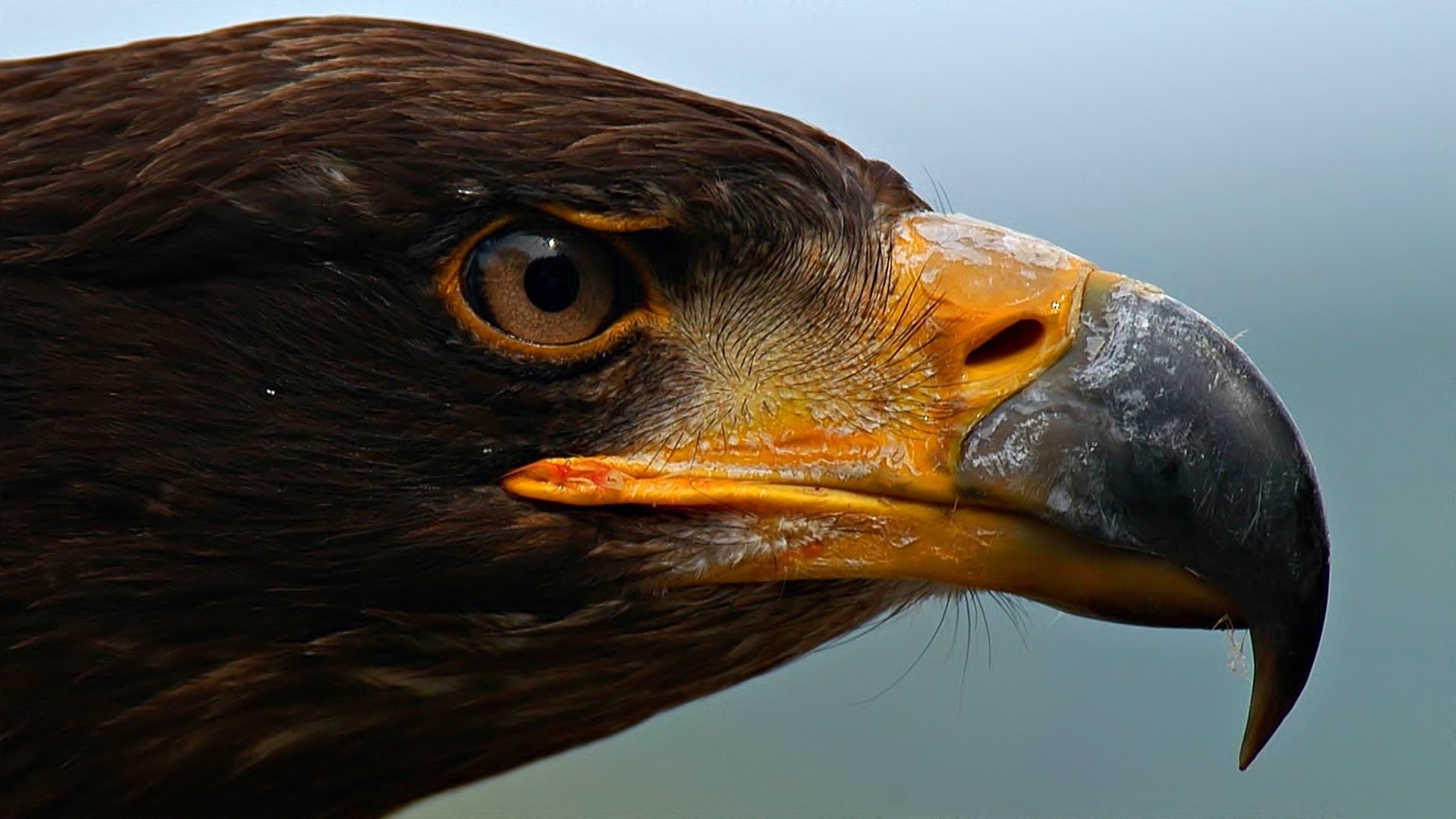 nature, Eagle Wallpaper