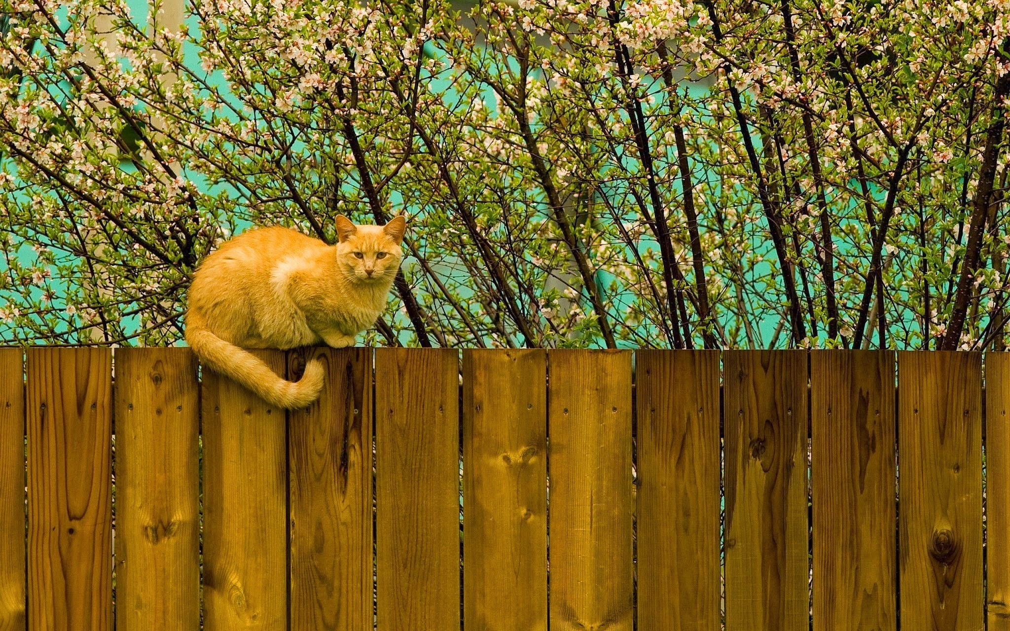nature, Cat Wallpaper