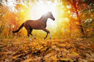 nature, Horse