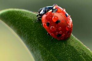 nature, Insect, Ladybugs, Macro
