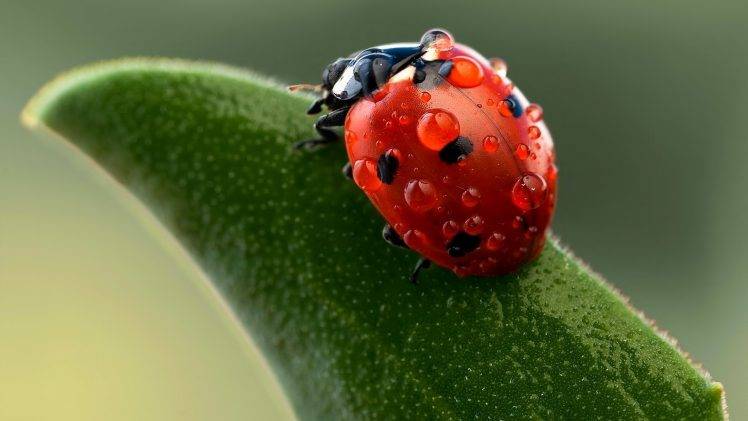 nature, Insect, Ladybugs, Macro HD Wallpaper Desktop Background