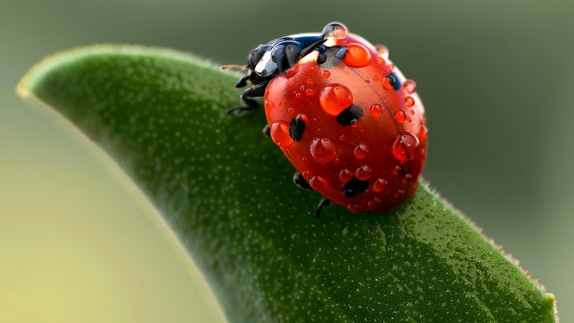 nature, Insect, Ladybugs, Macro Wallpaper