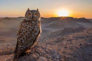 nature, Owl
