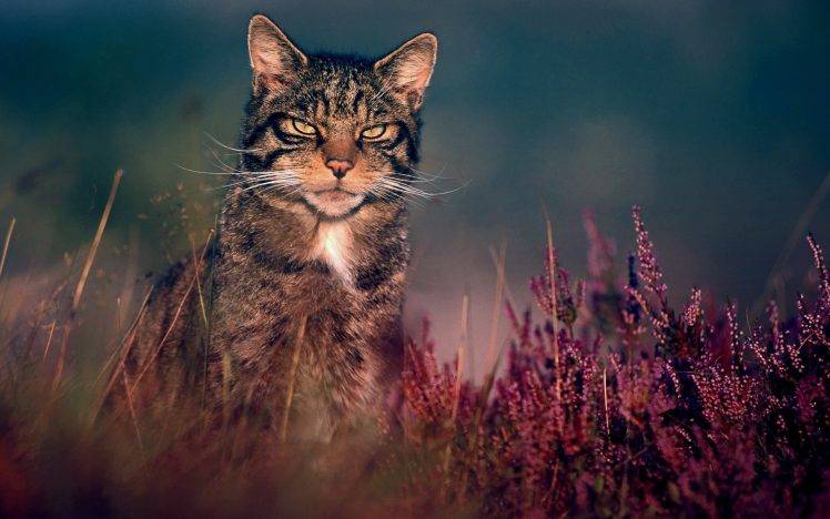 nature, Cat Wallpapers HD / Desktop and Mobile Backgrounds