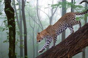 nature, Leopard