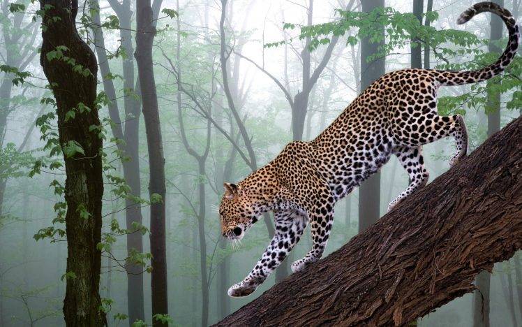 nature, Leopard HD Wallpaper Desktop Background