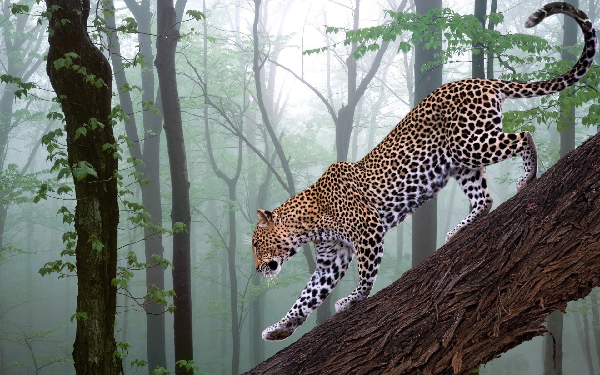 nature, Leopard Wallpaper