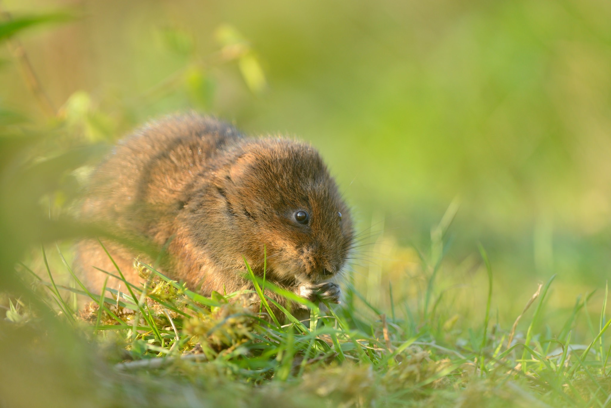 animals, Mammals Wallpaper